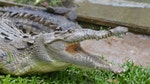  Crocodiles were once so abundant along the salty rim of southern Jamaica that images of their toothy jaws and spiny armor crown the tropical island's coat of arms and are stenciled on the bumpers of military vehicles.